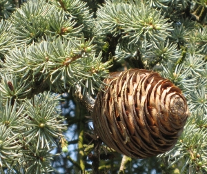 cedr atlask Glauca Pendula - Cedrus atlantica Glauca Pendula