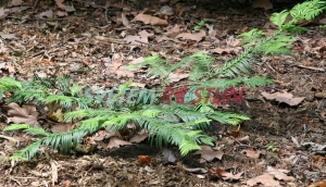 hlavotis fortunei - Cephalotaxus fortunei