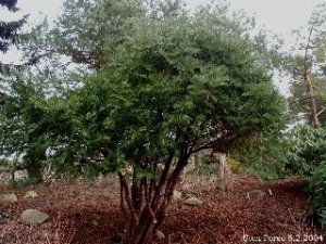 hlavotis peckovit - Cephalotaxus harringtonia