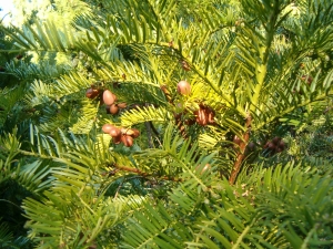 hlavotis peckovit - Cephalotaxus harringtonia