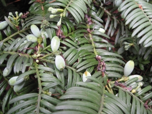 hlavotis peckovit - Cephalotaxus harringtonia