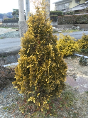 zerav zpadn Europe Gold - Thuja occidentalis Europe Gold