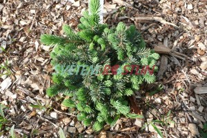 smrk pichlav Waldbrunn - Picea pungens Waldbrunn