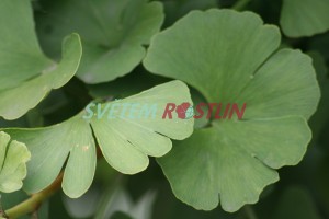 jinan dvoulalon Mariken - Ginkgo biloba Mariken