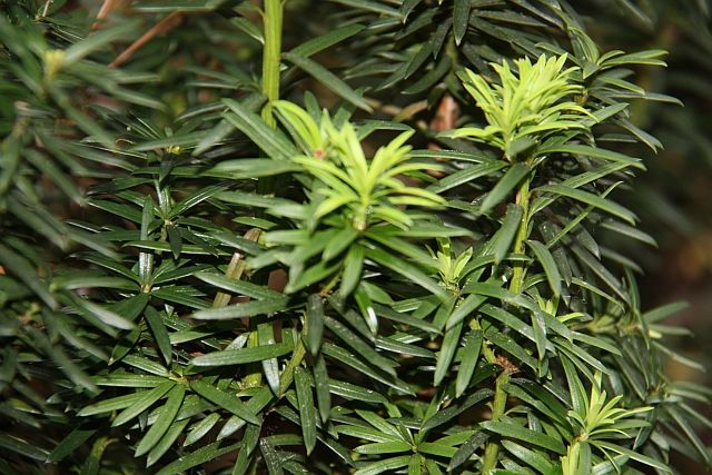 tis erven Fastigiata Aurea - Taxus baccata Fastigiata Aurea