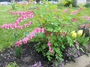 srdcovka ndhern - Dicentra spectabilis