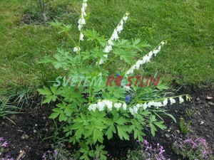 srdcovka ndhern Alba - Dicentra spectabilis Alba