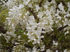 wistárie čínská Alba - Wisteria sinensis Alba