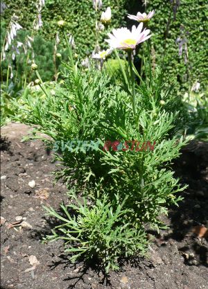 kopretinovec devnat Sugar Baby - Argyranthemum frutescens Sugar Baby