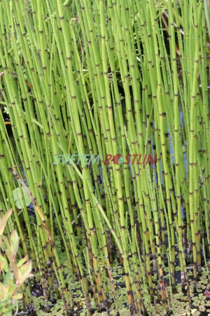 peslika zimn - Equisetum hyemale var. robustum