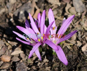 ocnovec jarn - Colchicum bulbocodium