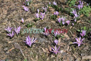 ocnovec jarn - Colchicum bulbocodium