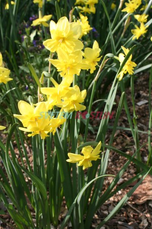 narcis Tripartite - Narcissus Tripartite