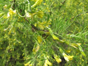 imink stromovit Lorbergii - Caragana arborescens Lorbergii