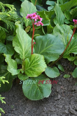 bergenie Morgenrote - Bergenia Morgenrote