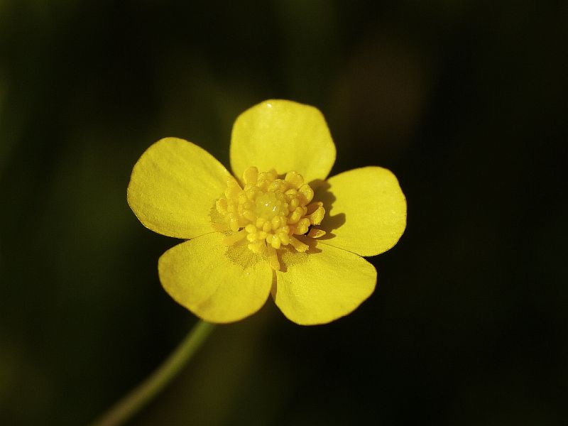 pryskynk plamnek - Ranunculus flammula