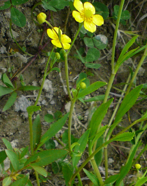 pryskynk plamnek - Ranunculus flammula