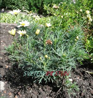 kopretinovec Citronelle - Argyranthemum Citronelle