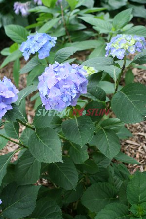 hortenzie velkolist Bela - Hydrangea macrophylla Bela