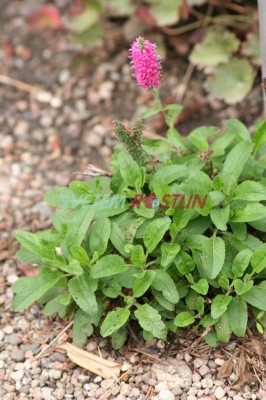 rozrazil klasnat Rosa Zwerg - Veronica spicata Rosa Zwerg