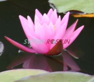 leknn Pink Sensation - Nymphaea Pink Sensation