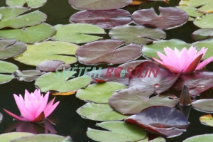 leknn Pink Sensation - Nymphaea Pink Sensation