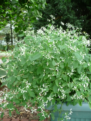 pryec tezalkolist Diamond  Frost - Euphorbia hypericifolia Diamond  Frost