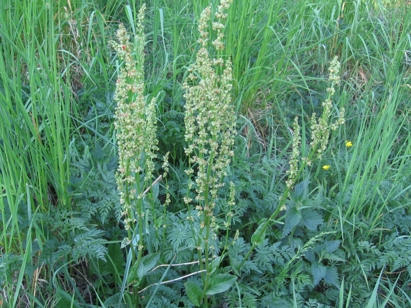 ovk kysel - Rumex acetosa