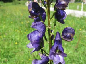 omj horsk - Aconitum napellus