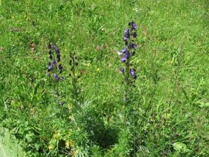 omj horsk - Aconitum napellus