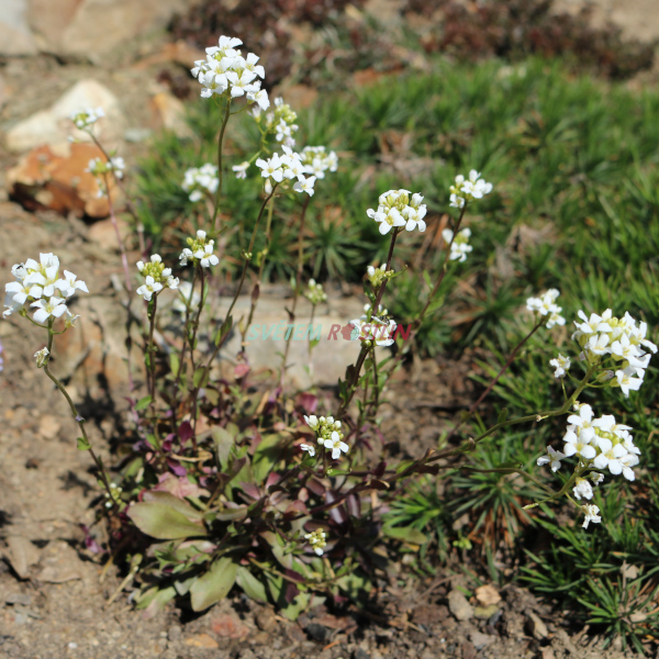 husenk vbkat Glacier - Arabis procurrens Glacier