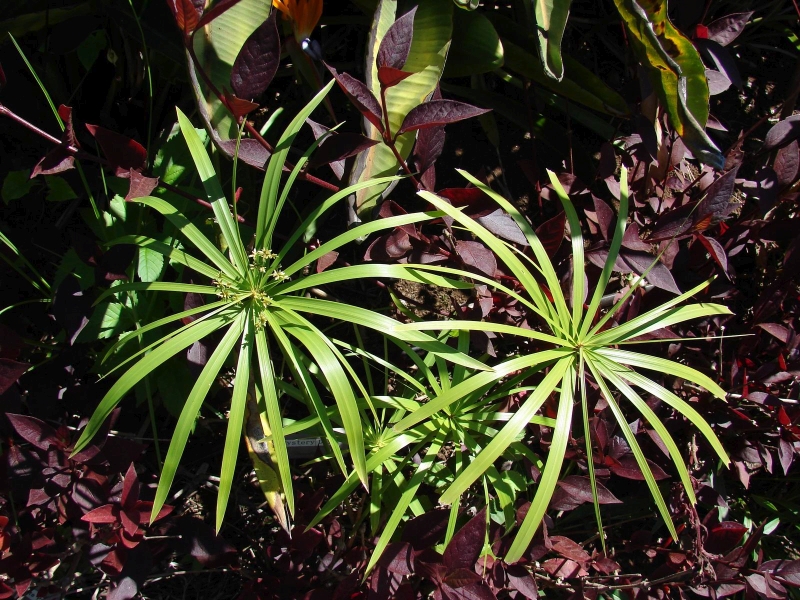 chor stdavolist - Cyperus alternifolius