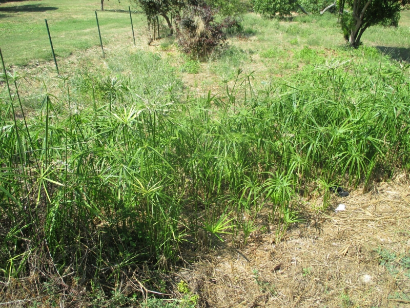 chor stdavolist - Cyperus alternifolius