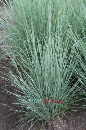 Schizachyrium scoparium