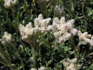 kocinek dvoudom - Antennaria dioica