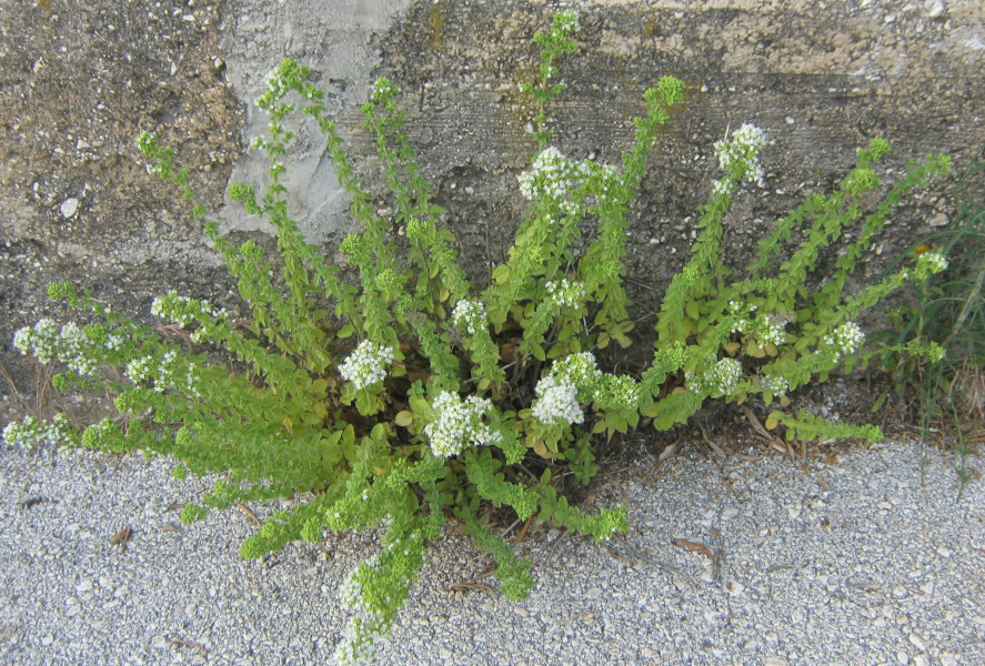 dobromysl obecn - Origanum vulgare subsp. viridulum