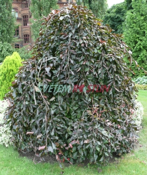 buk lesn Purpurea Pendula - Fagus sylvatica Purpurea Pendula