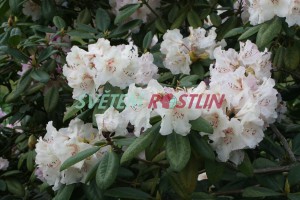 Pnink Simona - Rhododendron Simona