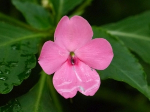 netkavka balzamna - Impatiens balsamina