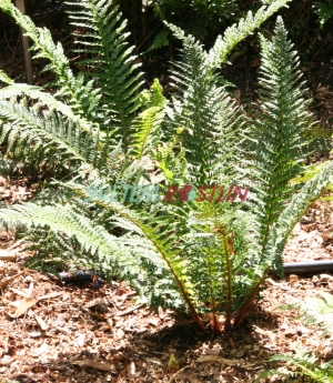 kapradina lalonat - Polystichum aculeatum