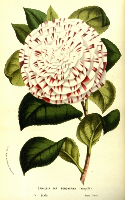 kamlie japonsk Bonomiana - Camellia japonica Bonomiana