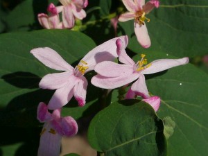 zimolez obecn - Lonicera xylosteum