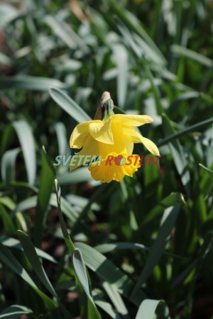 narcis Rijnveld's Early Sensation - Narcissus Rijnveld's Early Sensation