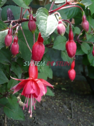 fuchsie Orange Carpet - Fuchsia Orange Carpet