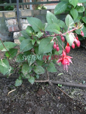 fuchsie Orange Carpet - Fuchsia Orange Carpet