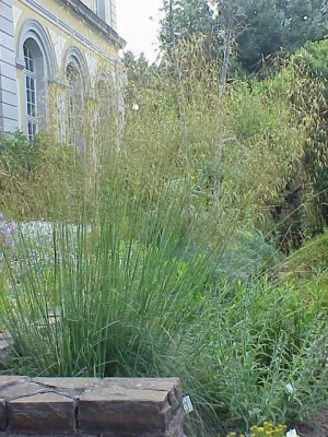 kavyl - Stipa gigantea