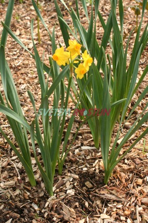 narcis Martinette - Narcissus Martinette