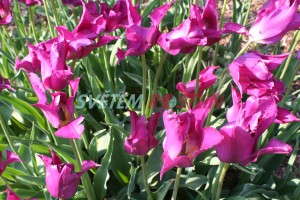 tulipn Purple Dream - Tulipa Purple Dream