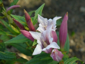 hoec tolitovit Pink Swallow - Gentiana asclepiadea Pink Swallow