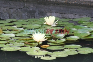 leknn Texas Dawn - Nymphaea Texas Dawn